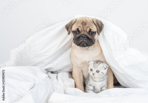 Pug puppy hugs baby kitten under a warm blanket on a bed at home. Empty space for text