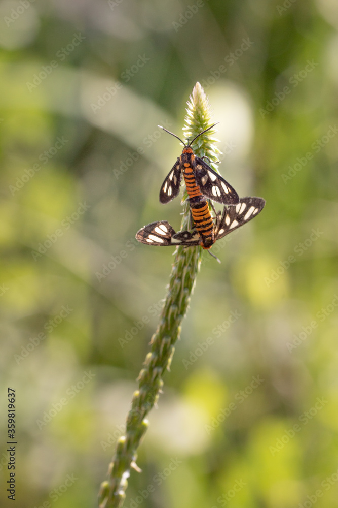 Wasp Moth is Mating in The Morning. Beauty Nature in Macro Wasp Moth is Mating in The Morning. Beauty Nature in Macro