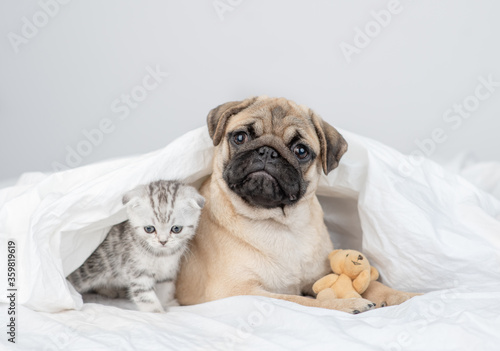 Tabby kitten and Pug puppy lie together under a blanket on a bed at home with favorite toy bear
