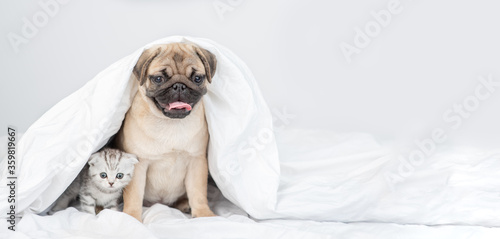 Pug puppy sits with baby kitten under a warm blanket on a bed at home. Empty space for text