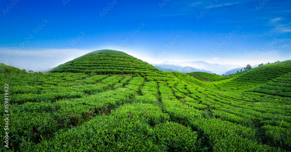 green tea plantations in blue and yellow bright sky