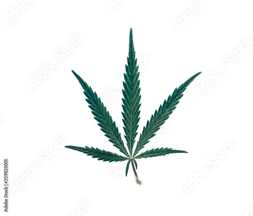 A young green cannabis leaf on a white isolated background. Medical marijuana  top view