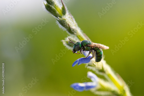 Close up image of colorful cuckoo wasp resting on a little flowers
