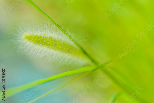 фотографія Closeup of fuzzy plant