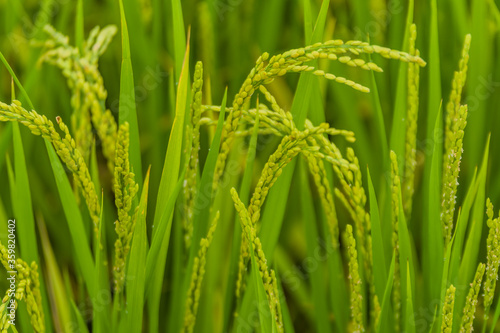 Closeup of grains of rice