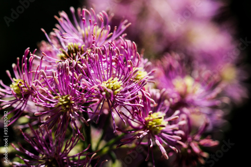 Artistic macro closeup inflorescence of Thalictrum aquilegiifolium also known as Siberian columbine meadow-rue.