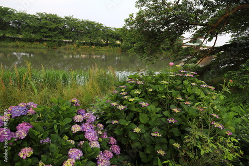 埼玉県元荒川沿いに咲くアジサイの花