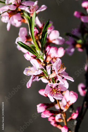 Wild pink fragile almond tree blossom blooming in spring. Beautiful tender flower on sunny day.