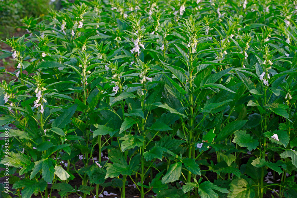 Sesame flowering