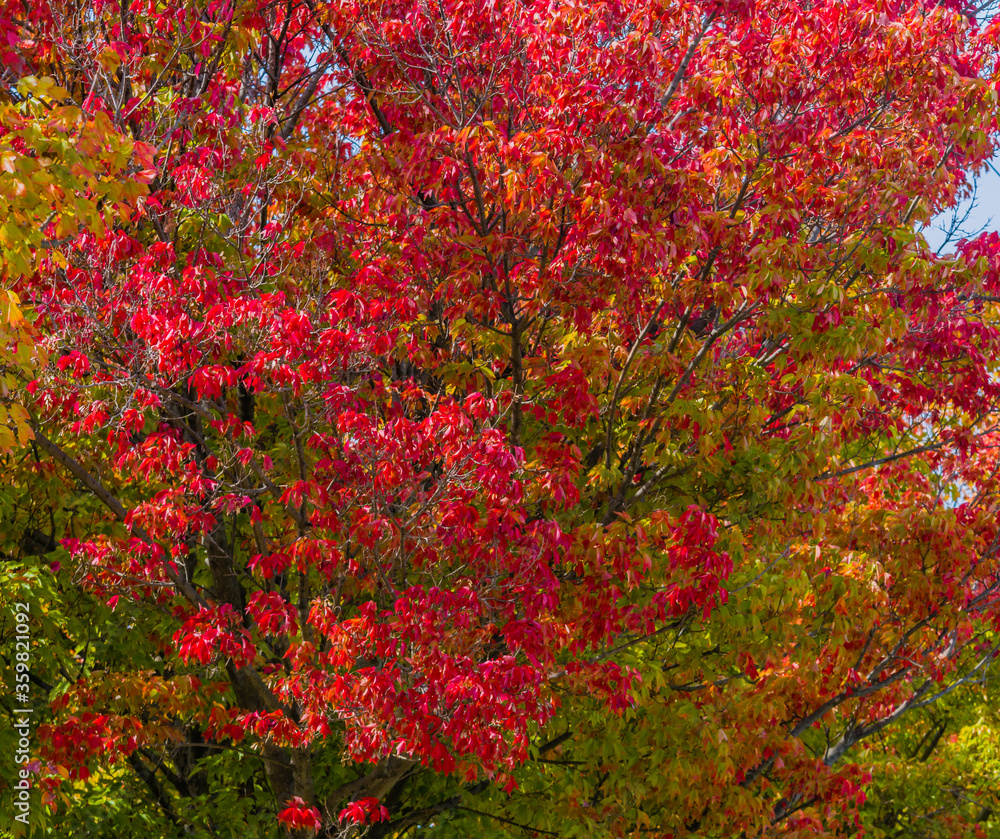 Tree leaves in fall colors Tree leaves in fall colors