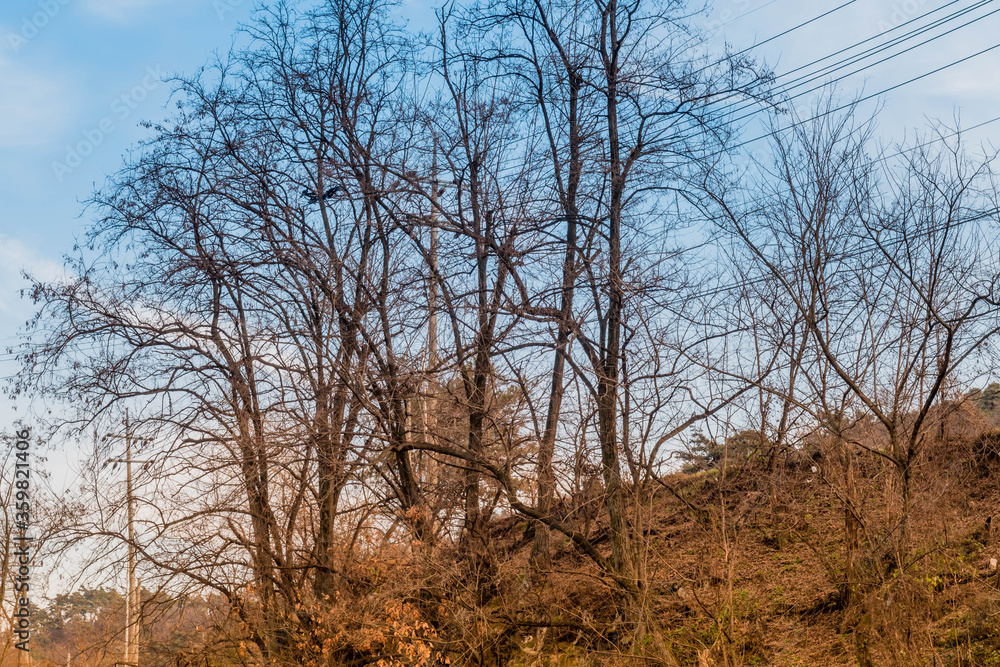 Autumn landscape of leafless trees Autumn landscape of leafless trees