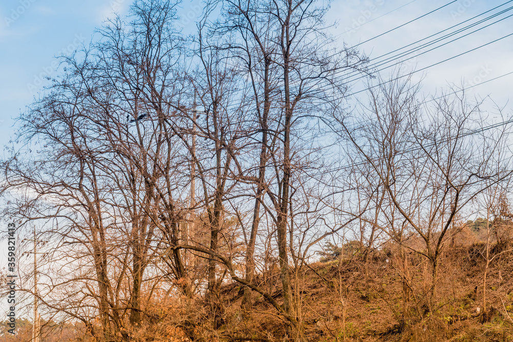 Autumn landscape of leafless trees Autumn landscape of leafless trees