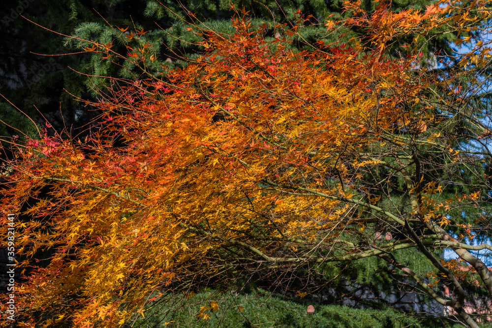  Tree with fall colored leaves