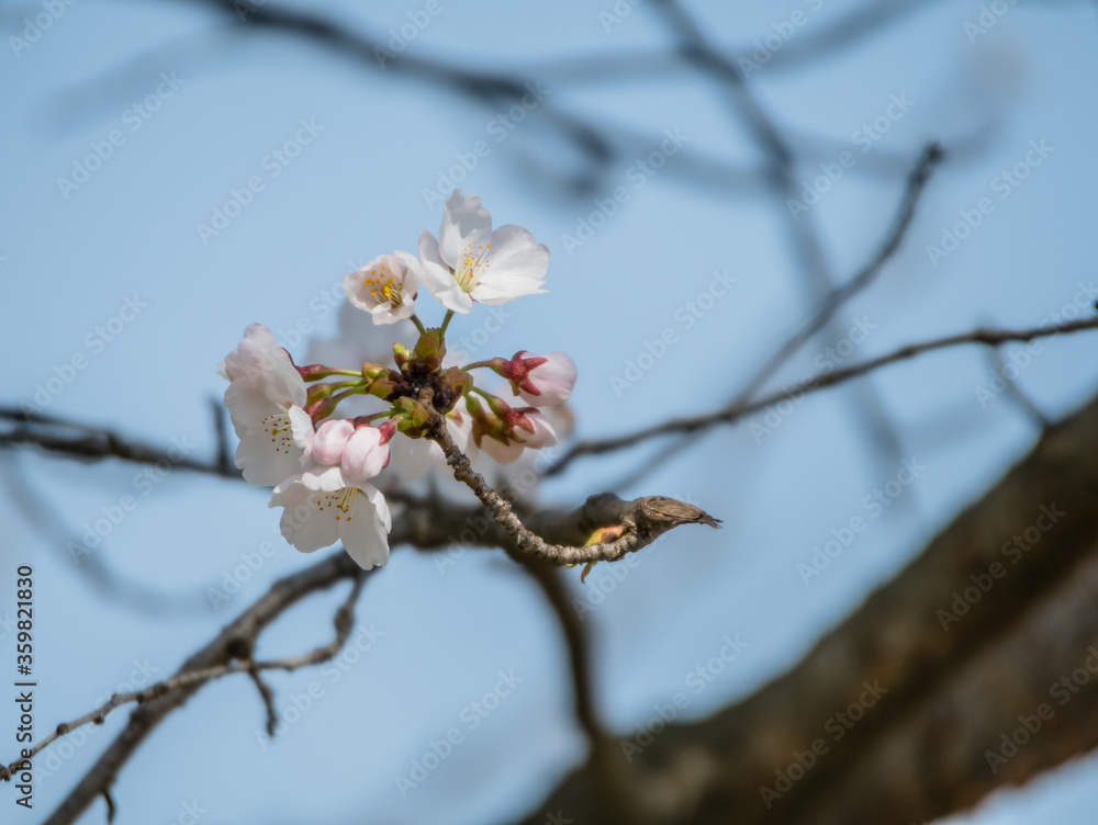 Closeup of delicate cherry blossoms Closeup of delicate cherry blossoms