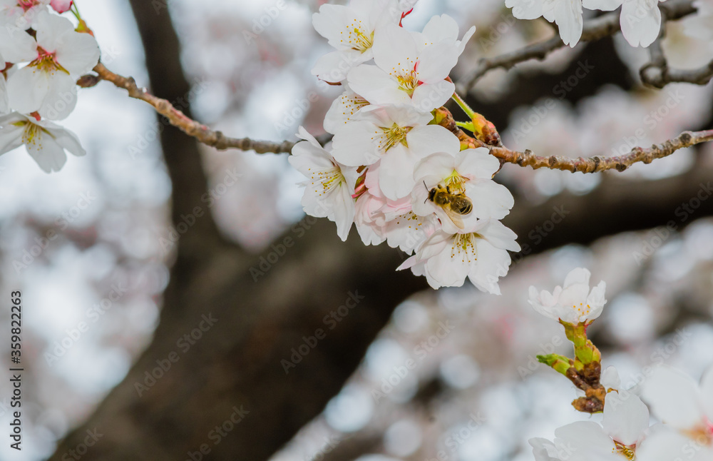 Bee on cherry blossom gathering nectar Bee on cherry blossom gathering nectar