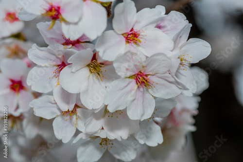 Closeup of cheery blossom flowers