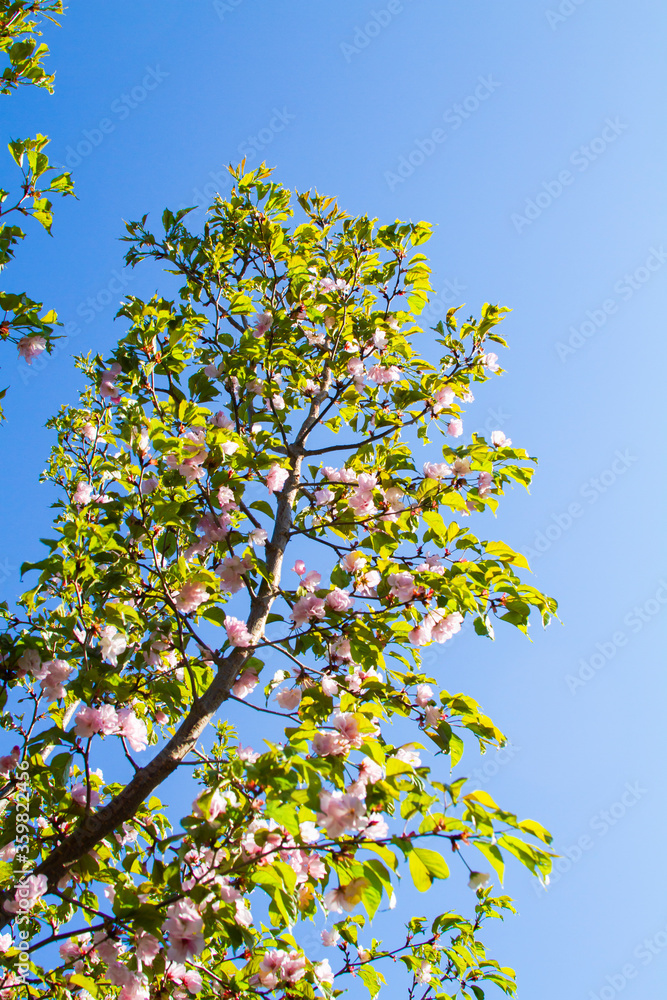 Pink Apricot blossom on blue sky. Cherry Blossom, Peach Blossom. Pink Apricot blossom on blue sky. Cherry Blossom, Peach Blossom.