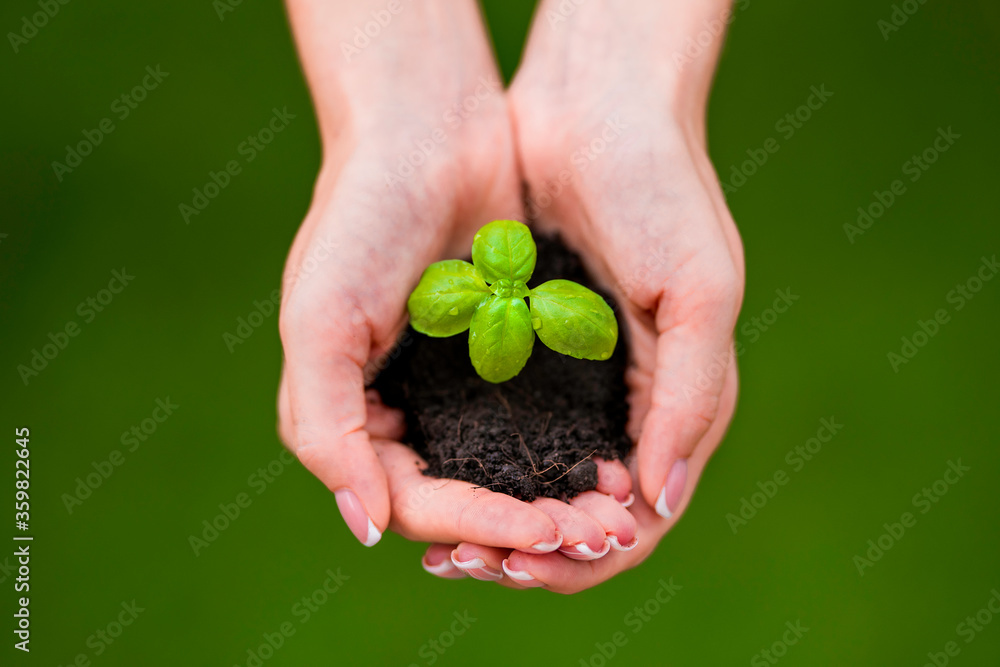 Basil sprout in a handful of soil. Basil sprout in a handful of soil.