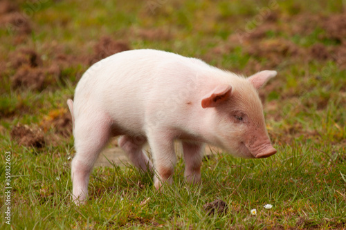 close up image of a cute little piglet grazing alone in a pasture.