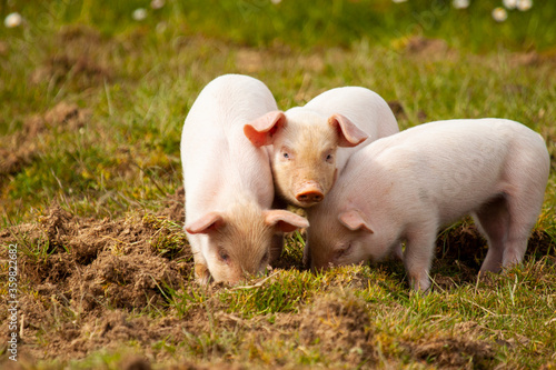 A close up image showing three little piglets that are grazing in a pasture together. Two of them are diving in the grass while the one in the middle is looking at the camera. A funny composition. 