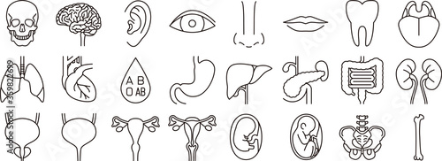 人間の内臓　パーツ