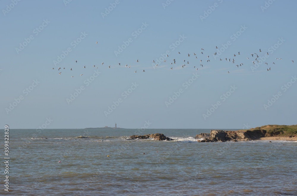 Vol de mouettes et île du Pilier, Noirmoutier, Vendée, France Vol de mouettes et île du Pilier, Noirmoutier, Vendée, France