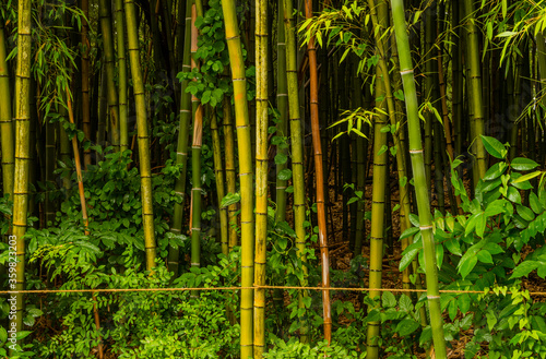 Grove of young bamboo