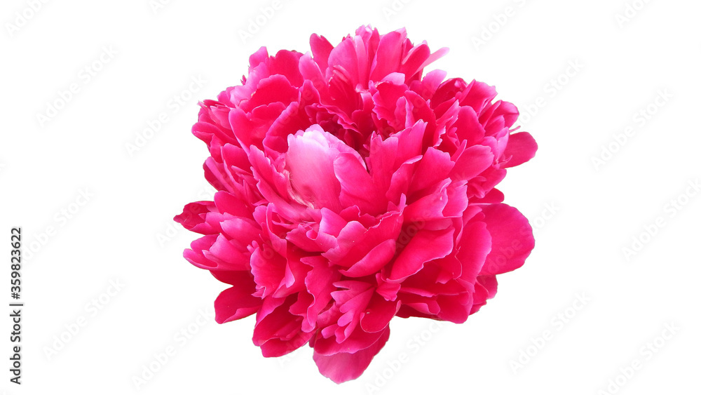 red peony isolated on white background