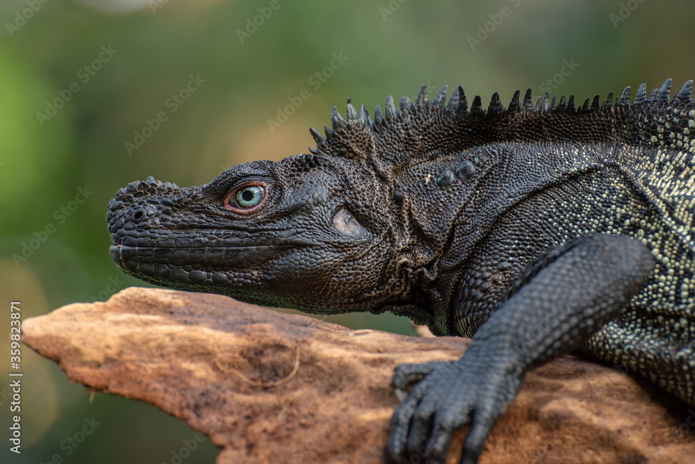 Obraz premium Hydrosaurus celebensis 