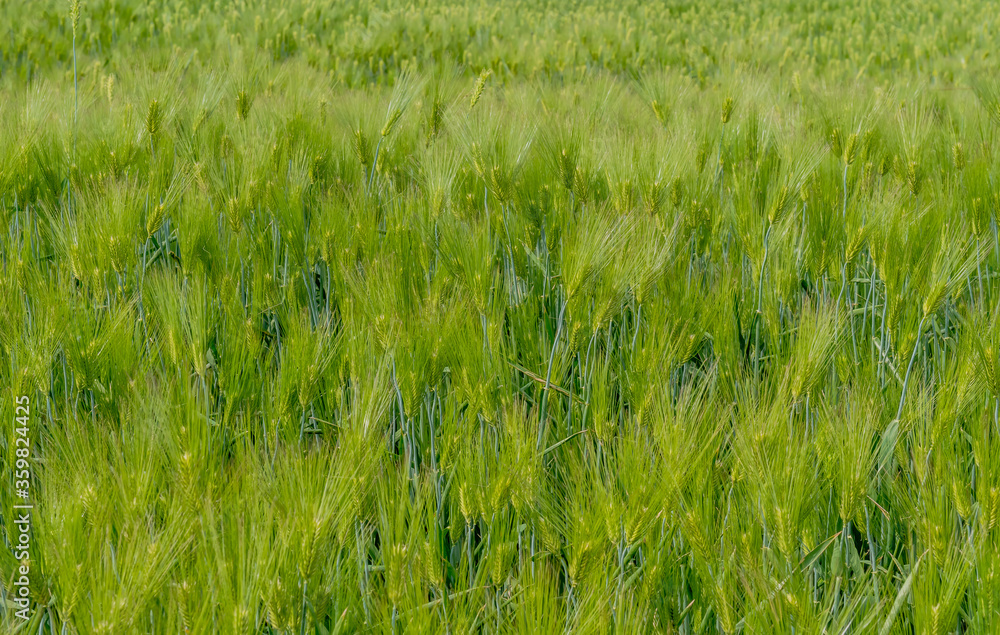 Obraz premium Green stalks of wheat