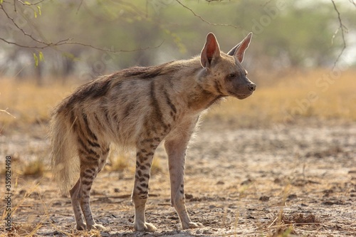 Striped Hyena (Hyaena hyaena) from grasslands of blackbuck national park, valavadar, gujarat, india photo