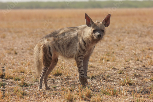 Striped Hyena (Hyaena hyaena) from grasslands of blackbuck national park, valavadar, gujarat, india photo