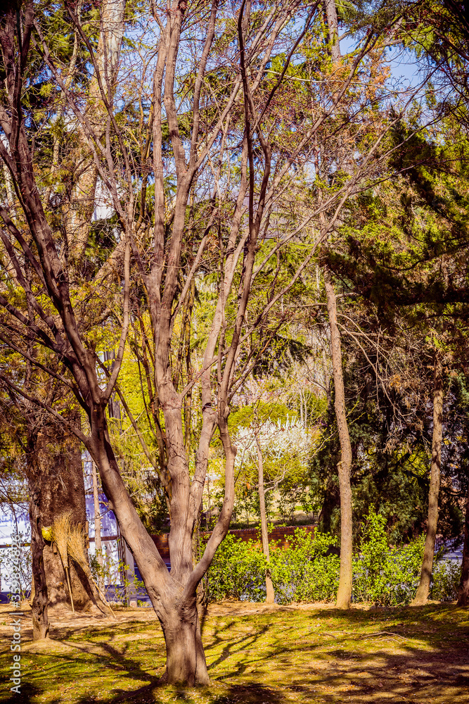 Barren leafless tree bathed in sunlight Barren leafless tree bathed in sunlight