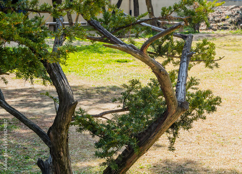 Closeup of evergreen tree in large meadow