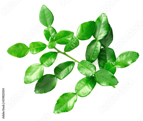 fresh caffre lime leaves isolated on white background