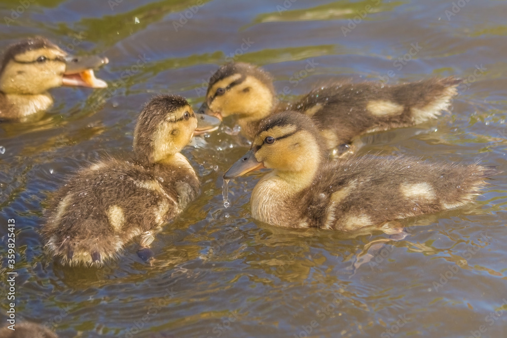 little ducklings swim on a warm summer evening little ducklings swim on a warm summer evening