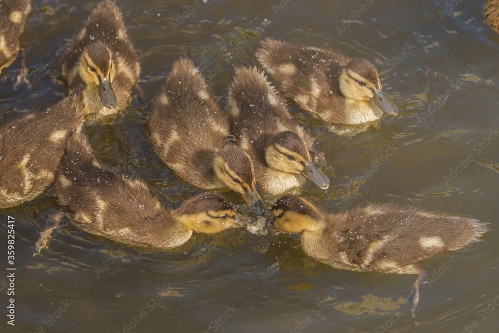 little ducklings swim on a warm summer evening little ducklings swim on a warm summer evening