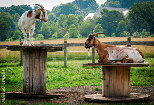 Two funny goats standing on platforms in front of fence on a rural Maryland farm