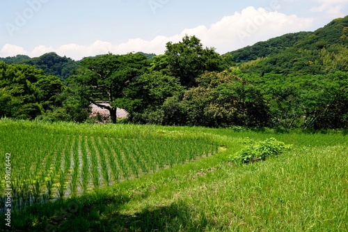 新緑の風景