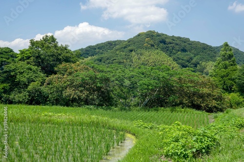 新緑の風景
