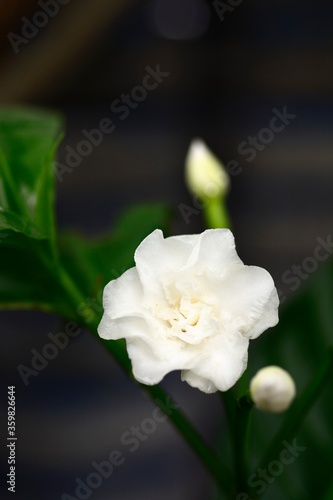 White gardenia flower plants in the coffee family.