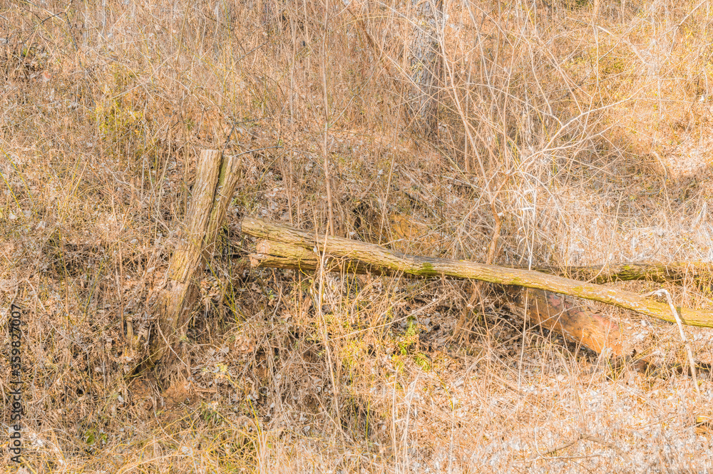 Fototapeta premium Fallen tree laying on ground in public park.