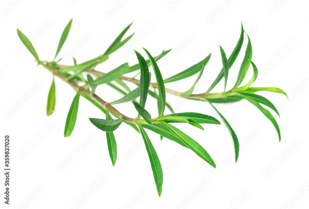 Fototapeta premium fresh sweet marigold twigs isolated on white background