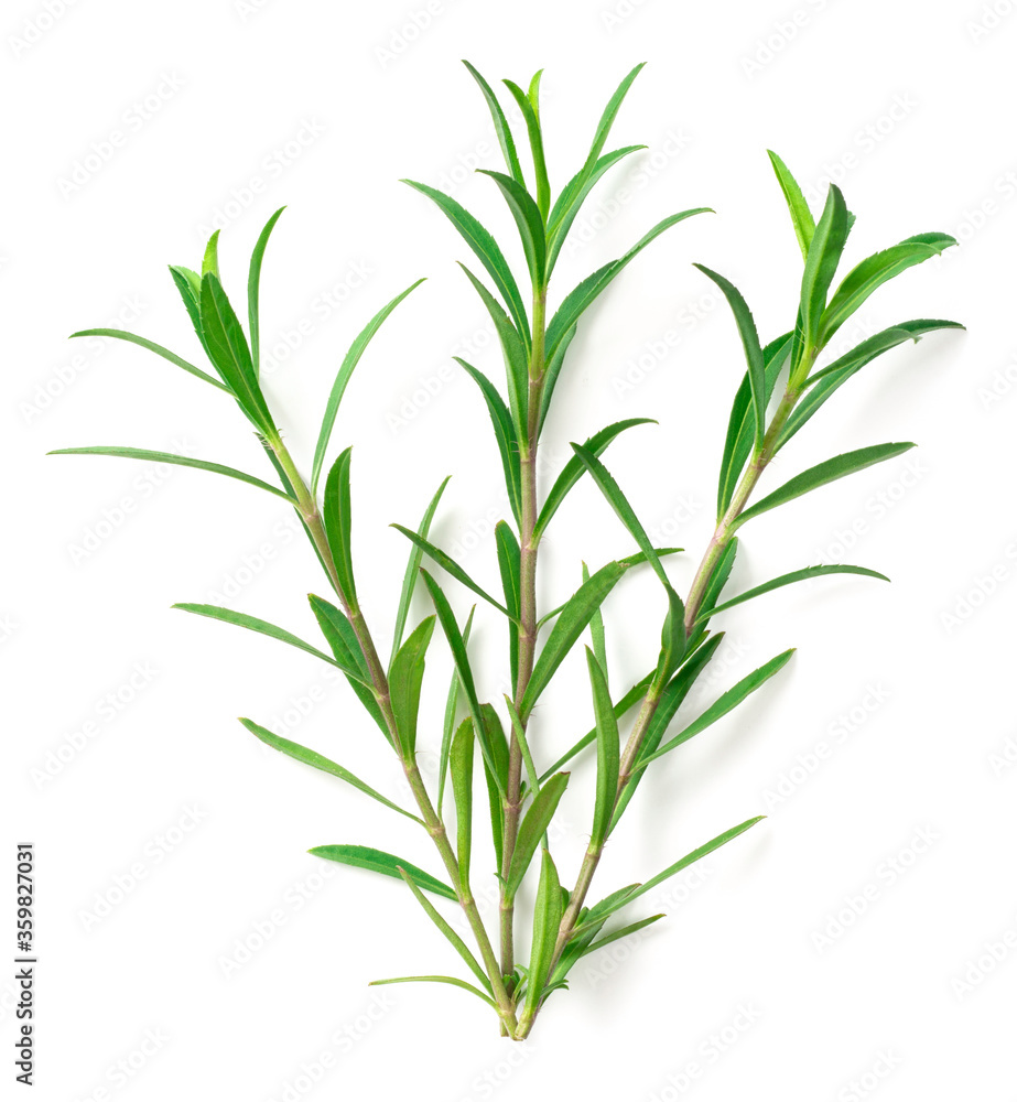 fresh sweet marigold twigs isolated on white background, top view fresh sweet marigold twigs isolated on white background, top view