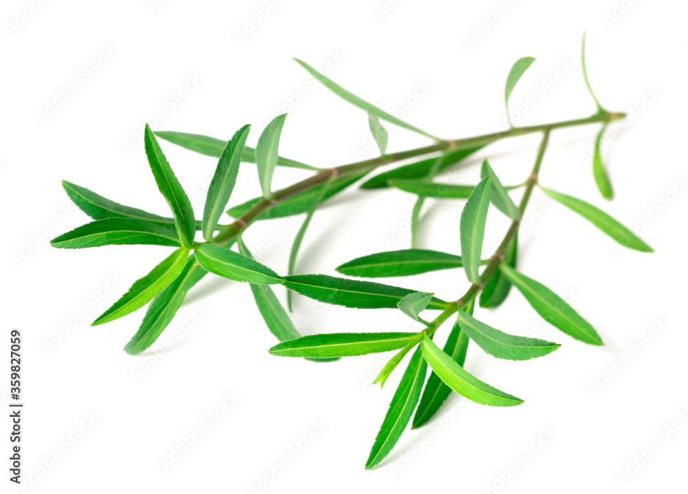 fresh Mexican Tarragon twigs isolated on white background