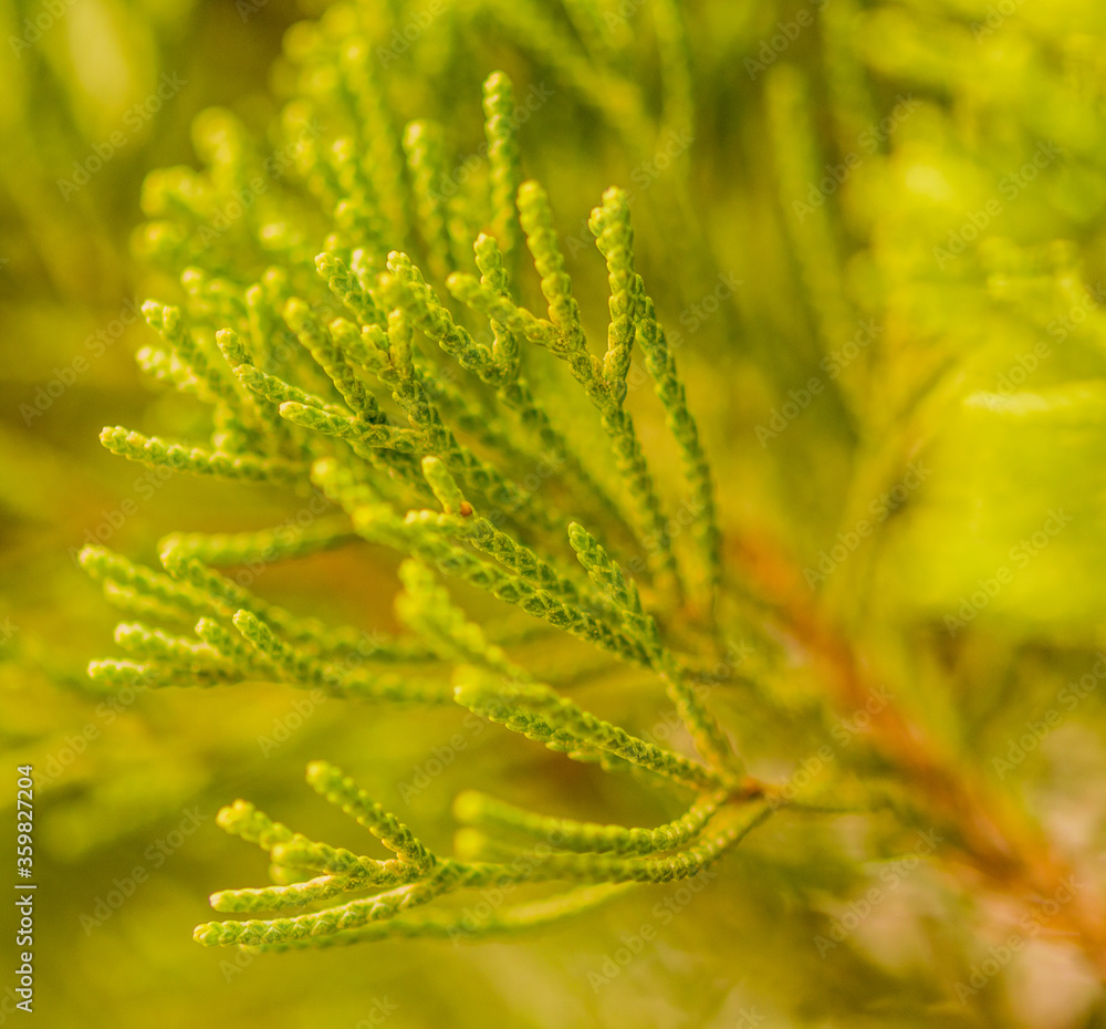 Closeup of pine needles Closeup of pine needles