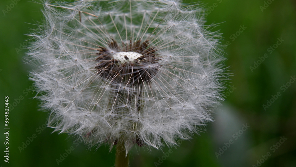 Fototapeta premium Ekstremalne zbliżenie białego mniszka lekarskiego z zielonym niewyraźne tło.