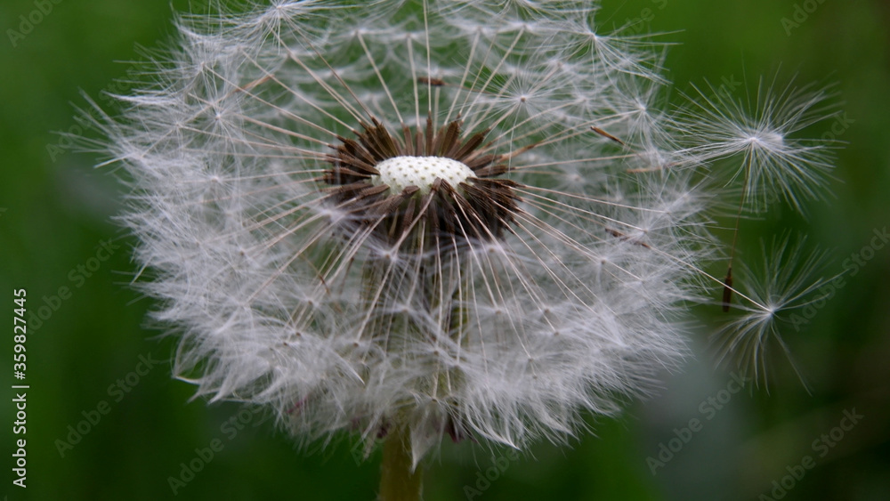 Extreme closeup of white dandelion with green blurred out background. Extreme closeup of white dandelion with green blurred out background.