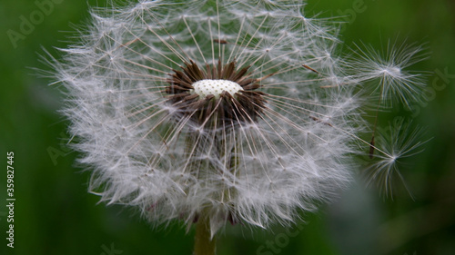 Extreme closeup of white dandelion with green blurred out background.