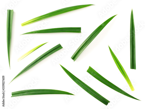 fresh pandan leaves isolated on white background, top view